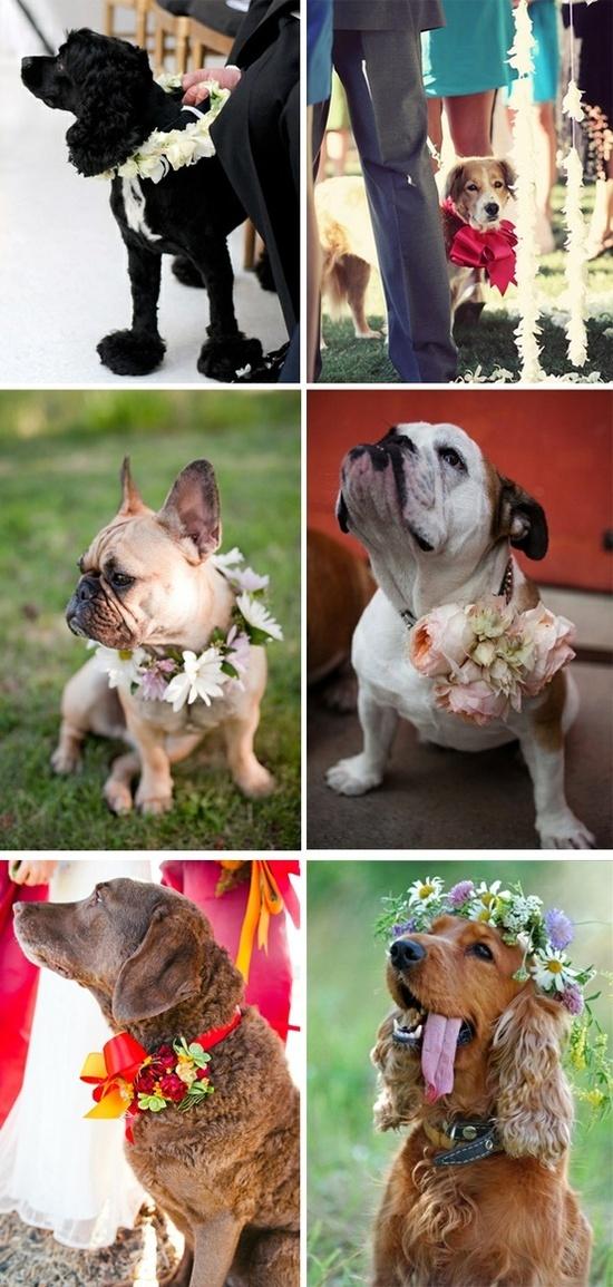 Hochzeit - Hochzeit Haustiere