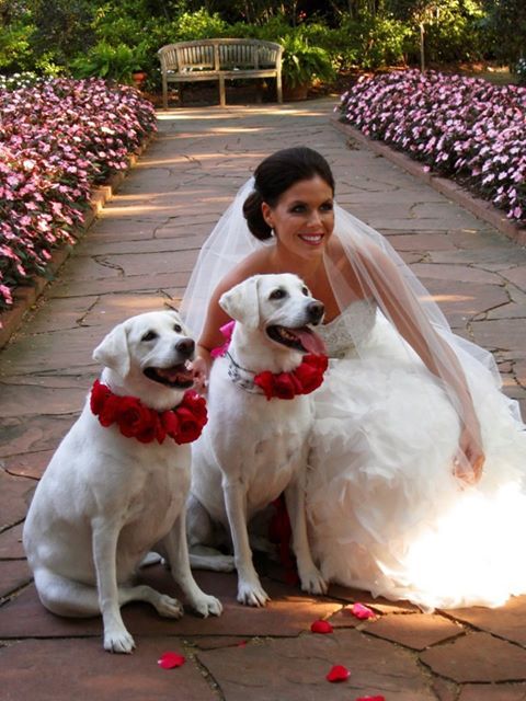 Свадьба - Свадебные Животные