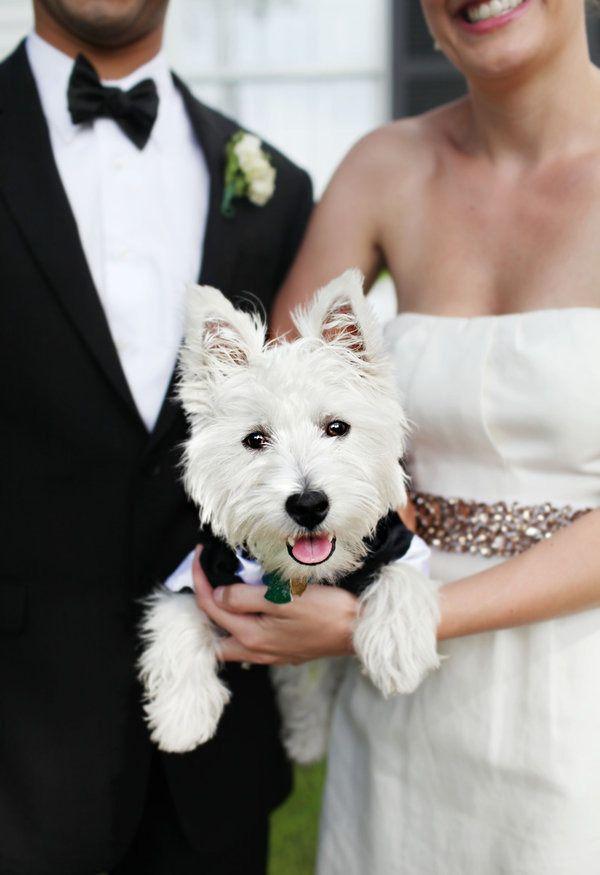 Wedding - Our Favorite Furry Friends