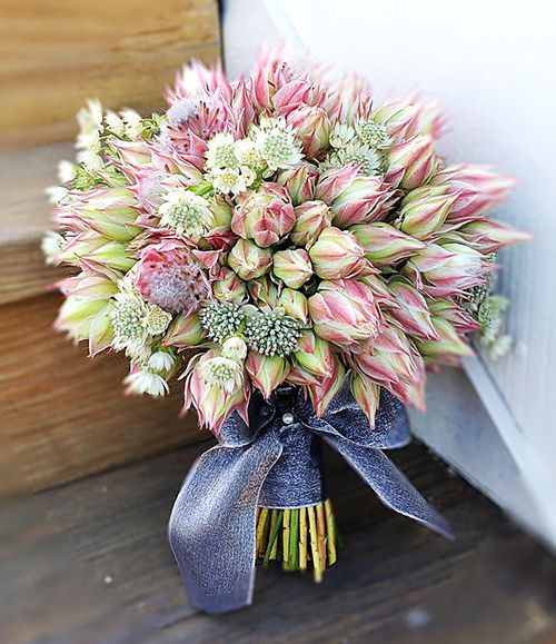 زفاف - Blushing Bride Proteas Wedding Bouquet Ideas: In Season Now