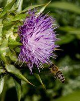 Mariage - DIY Milk Thistle Seed Extract