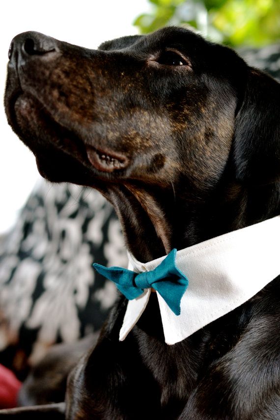 Свадьба - Handmade Dog Bow Tie Collar Dog Ring Bearer