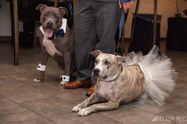 Hochzeit - Animals At Weddings