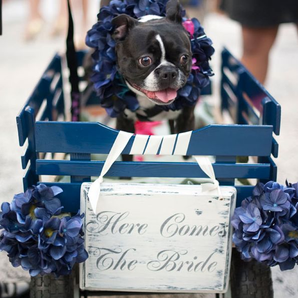 زفاف - 21 Impossibly Adorable Wedding Day Dogs