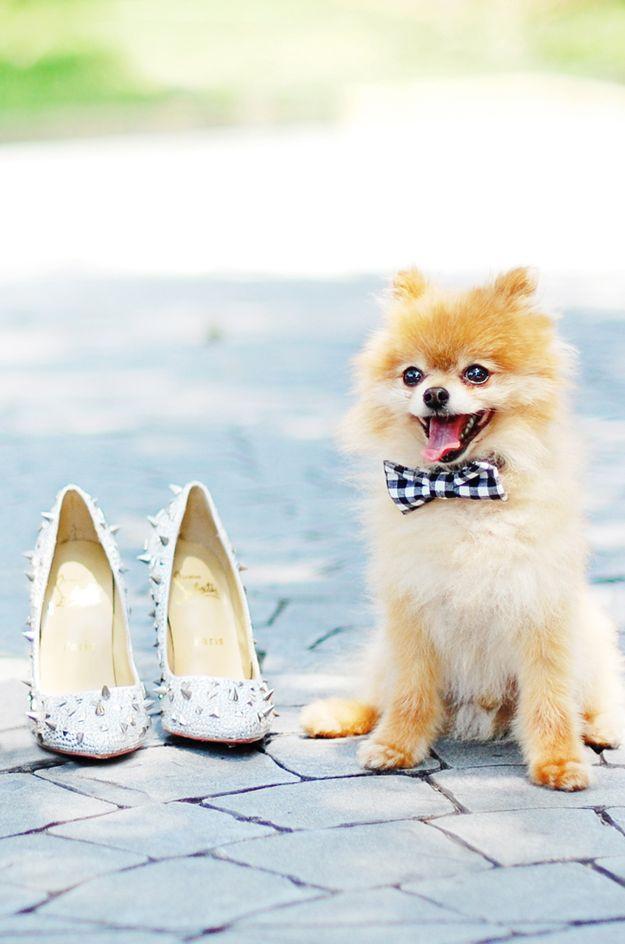 Mariage - 21 Impossibly Adorable Wedding Day Dogs
