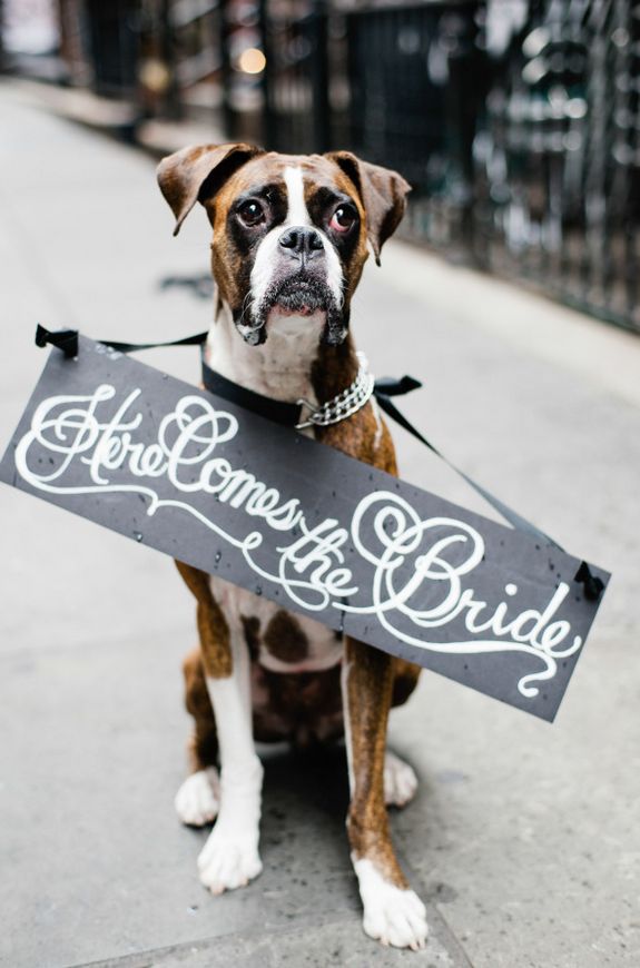 Свадьба - 21 Impossibly Adorable Wedding Day Dogs