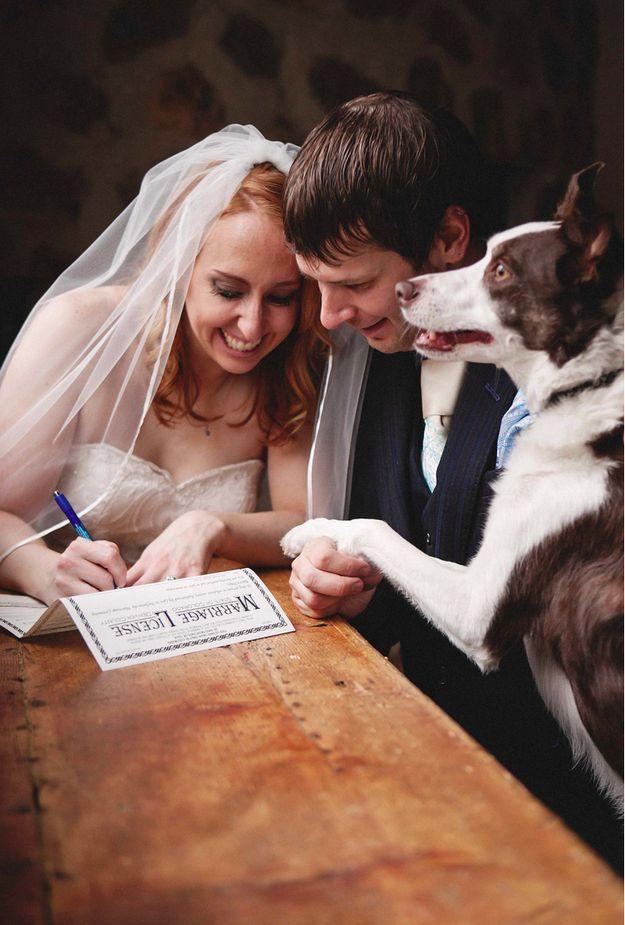 زفاف - 21 Impossibly Adorable Wedding Day Dogs