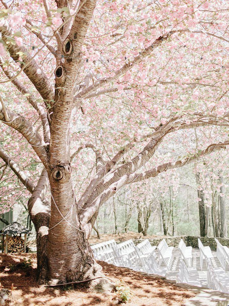 Hochzeit - Wedding Ceremony Under Cherry Blossoms