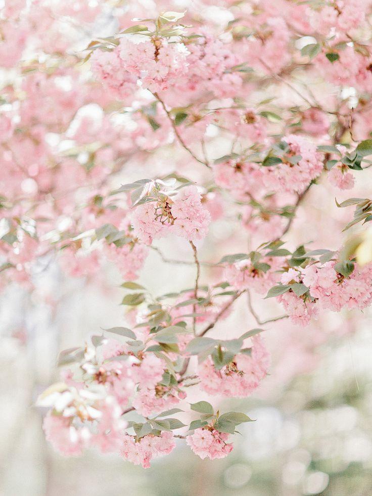 Hochzeit - Cherry Blossoms In Georgia