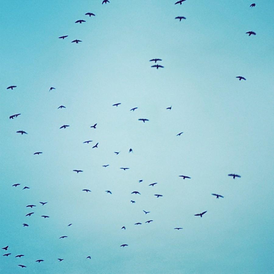 Mariage - Uçan Kuşlar