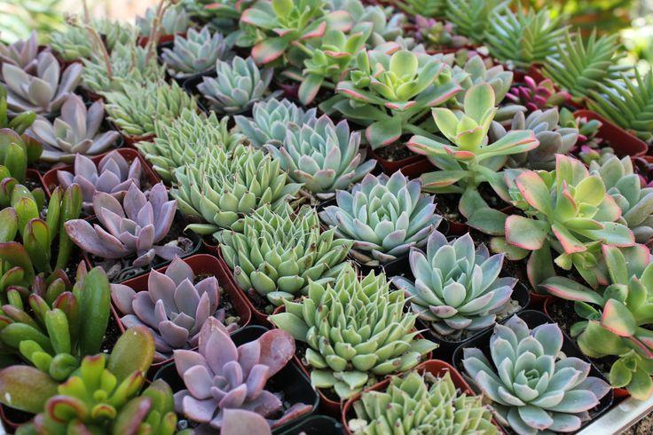 Mariage - 185 Gorgeous Succulent WEDDING FAVORS Succulent Collection Perfect For Parties Events And Other Gatherings