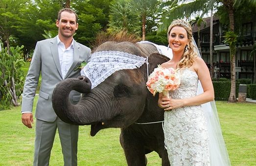 Hochzeit - Animals At Weddings