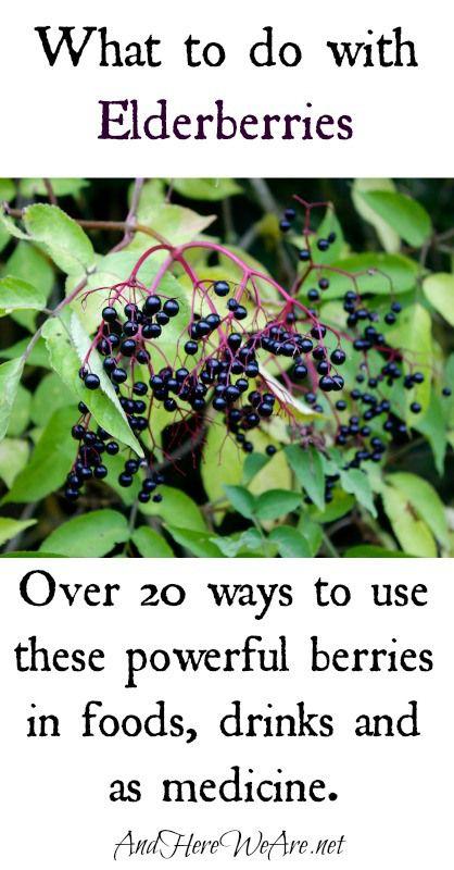 Mariage - What To Do With Elderberries