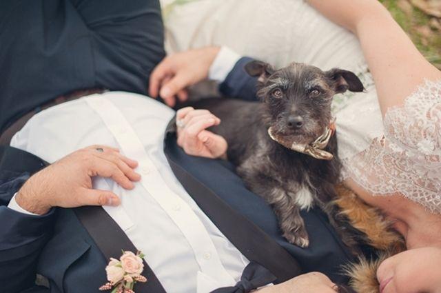 Свадьба - Animals At Weddings