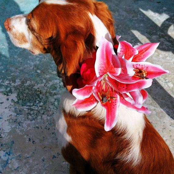 Wedding - DOG FLOWER COLLAR, Pet Wedding, Pink Double Lilies, Large Dog, Stretch collar, Pet Flower, Dog Wedding, Pet Corsage, Dog flower clip,Dog Bow