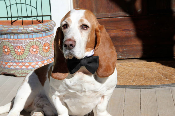 زفاف - Wing collar & black butterfly bow tie set  Dog tux collar and bow Pet dog wedding tuxedo shirt collar with detachable black bowtie (MS-MM)