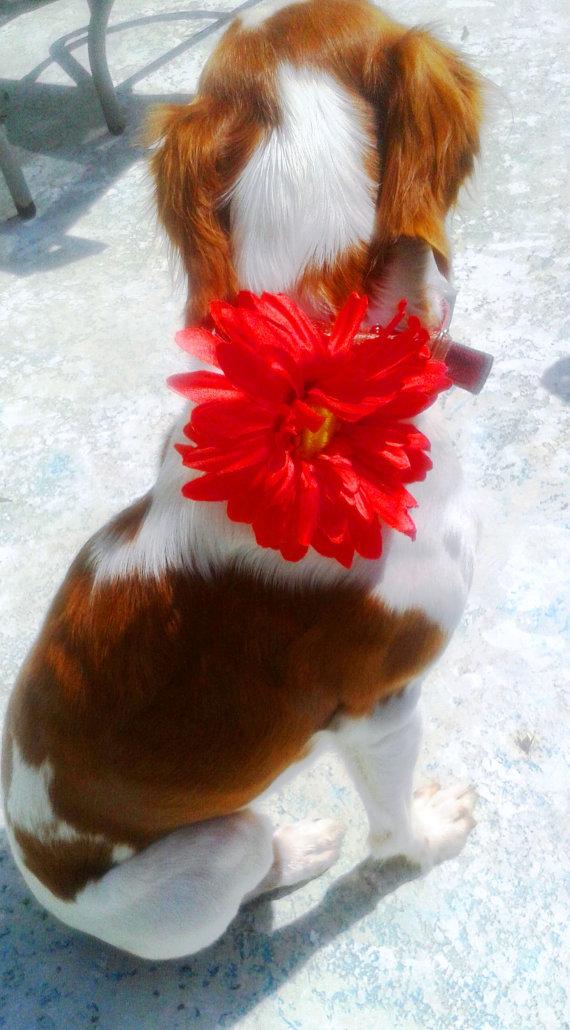Mariage - DOG FLOWER COLLAR - Pet Wedding, Big Daisy Cornflower, Stretch dog collar, Pet Flower, Dog Wedding, Pet Corsage, Dog flower clip, Dog Bow