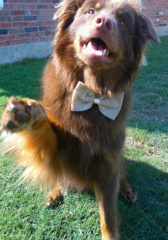 زفاف - Dog Costume doggie Bow Tie Collar Attachment Pet Outfit Slider TAN bowtie formal wear, Clothing wedding formal birthday SMALL or LARGE