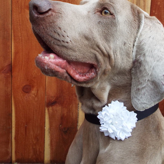زفاف - White Satin Flower Dog Collar Accessory for Cats and Dogs - Great Wedding Accessory for your pet!
