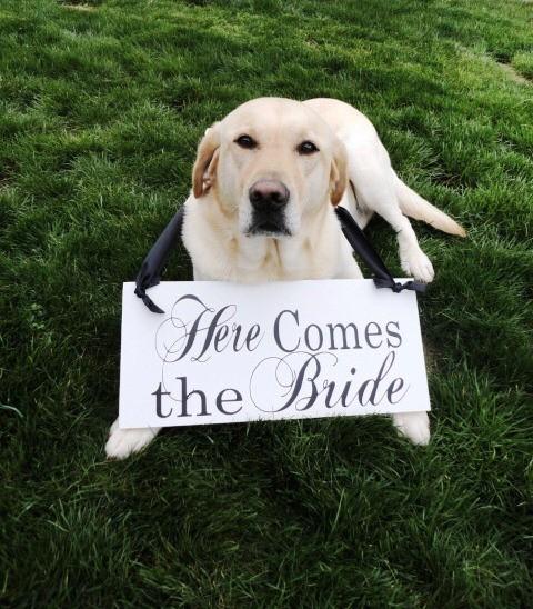 Hochzeit - Bridal Wedding Sign. Here Comes the Bride and/or Just Married.  8 X 16 inches,  Dog Bearer, Ring Bearer, Flower Girl, Reception Sign.