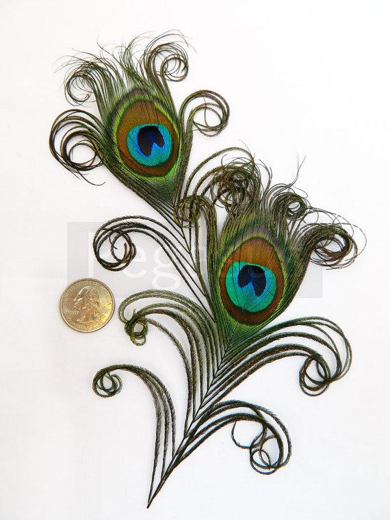 Wedding - NATURAL Curled Peacock Feather Eyes.  DIY feathers for wedding invitations, bouquets, center pieces and millinery (Small)(6 Feathers)