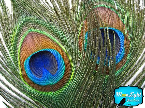زفاف - USA Wholesale Peacock Feathers, 50 Pieces - NATURAL Peacock Tail Eye Feathers (bulk)  : 1313