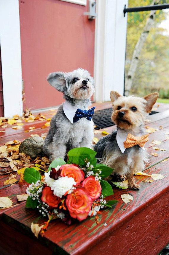 Свадьба - Custom Wedding Dog Collar- shirt and bow tie collar-wedding pet accessory