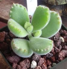 Mariage - Succulent Plant. Bear's Paw Succulent.  Fuzzy green paws tipped in red. A favorite for any occassion. Great gift idea for teachers & friends