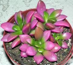 Wedding - Succulent Plant. Anacampseros "Sunrise"  cluster of rosette shaped leaves in beautiful greens and rose. Great wedding favors.