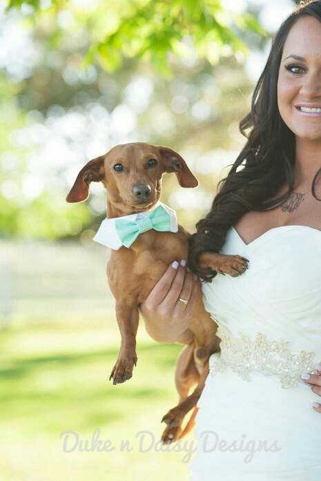 Mariage - Wedding Dog Bow Tie Collar, Mint Weave Wedding Dog Collar- Dog Ring Bearer, Dog Bowtie, Aqua Green Wedding Pets
