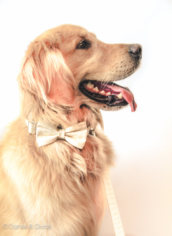 Свадьба - Metallic Dots Dog Bow Tie - Champagne Metallic Silver and  Pale Gold Polkadot Ivory Detachable Wedding Formal Dog Bow Tie