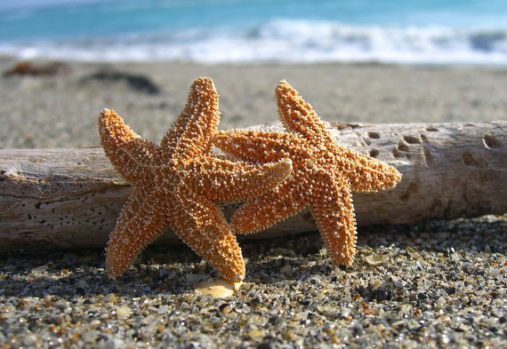 Свадьба - Starfish Hair Accessory-DOUBLE SUGAR-Starfish Hair Clip, Starfish Hair Barrette, Mermaid Party, Beach Weddings, Starfish Accessories