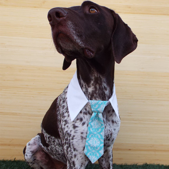 زفاف - Elegant Turquoise Damask Print Neck Tie for DOGS & CATS - Pet Collar Accessories - Pair w/ our Preppy Shirt Collar or Collar Cover - Wedding