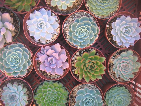 Mariage - Succulents Galore, 20 Large Rosette Shape Succulent Plants, Great Wedding Decor And Centerpieces, Perfect For Bouquets Too