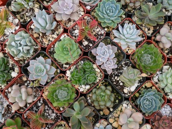 Свадьба - 18 Succulent Plants, Beautiful, Great For Living Walls, Wedding Favors, Bridal Showers and More
