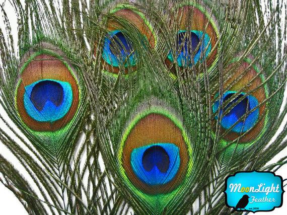 زفاف - USA Peacock Feathers, 10 Pieces - SMALL NATURAL Peacock Tail Eye Feathers : 353