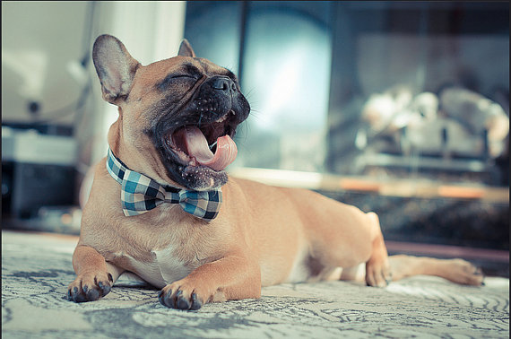 Свадьба - Dog cat bow tie collar  -Blue check - handsome dog cat pet collar designers dog collar