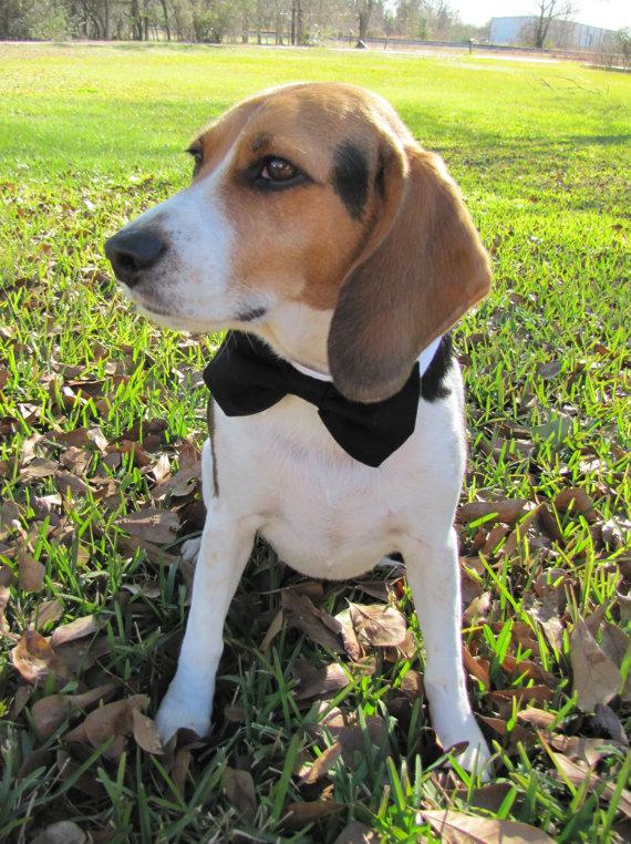 زفاف - Dog/Cat black necktie/bowtie on a shirt style collar