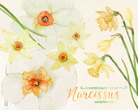 زفاف - Watercolor narcissus, daffodil, hand painted spring flowers, jonquil, yellow daffodils, bouquet florals, clip art, invite, diy invitation