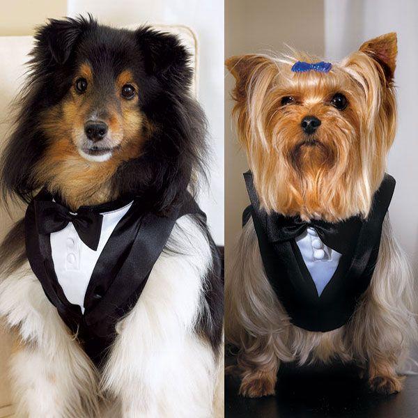 Hochzeit - Wedding Party Pets
