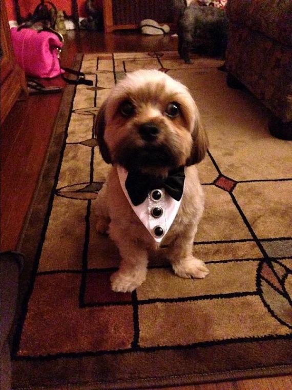 زفاف - Tuxedo Dog or Cat Wedding Collar Wedding or Holiday Pet wear Neck wear Formal dog collar ShihTzu Chihuahua Boxer Boston Terrier Yorkie