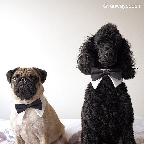 Mariage - Designer Dog White Tuxedo Shirt Collar and basic color Bow Tie for Dog Wedding- Dog Tuxedo Collar, Wedding Dog Collar