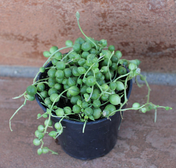 Wedding - Succulent Plant. String of Pearls.  Senecio Rowleyanus. Made for  hanging baskets and trailing bouquets.