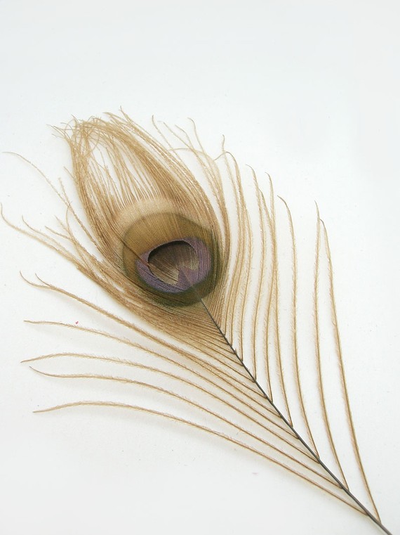 زفاف - MOCHA BROWN Peacock Feather Eyes (12 pieces) Pristine D.I.Y. feathers for fascinators, wedding invitations, bouquets and millinery