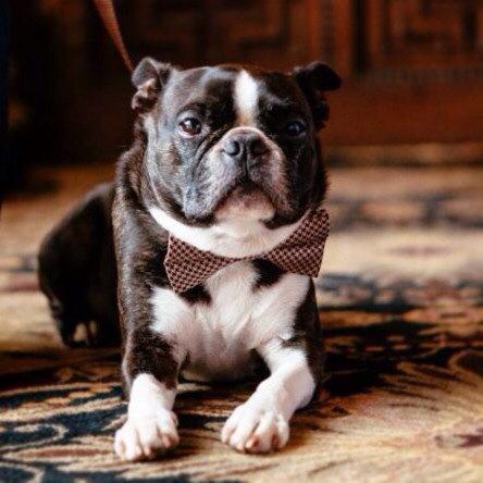 زفاف - Gold and Brown Dog Bow Tie , Bow Attached to Brown leather, Pet Wedding Accessory, Dog Lovers, Wedding idea