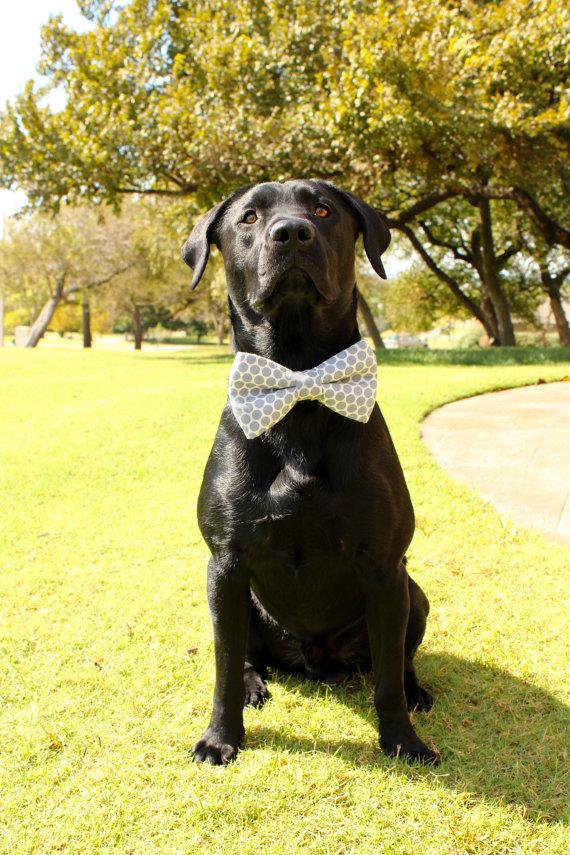 Wedding - Dog Bow Tie, Doggie Bow Tie