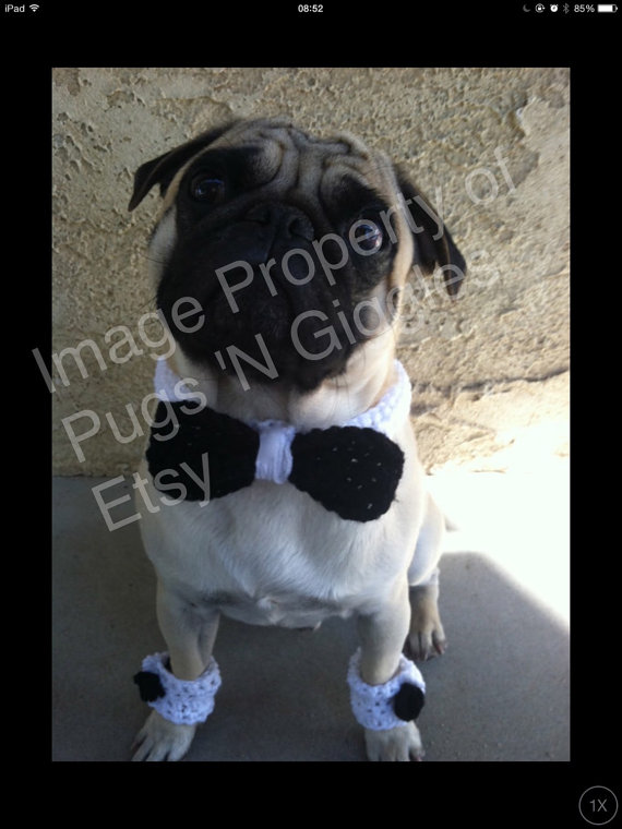 زفاف - Bow-tie Cuff set- For Dogs-Pug-Dog Accessories-Dog Clothing-Cuffs-Wedding Clothing For Dogs-Puglife-Dapper Pug-dog collar