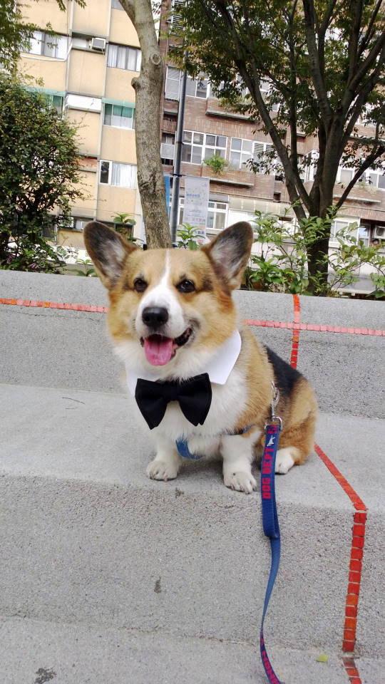Hochzeit - Dog Ring bearer bow tie & point collar set White shirt collar detachable black bowtie set Wedding bow collar for medium large dogs (MM-ML)