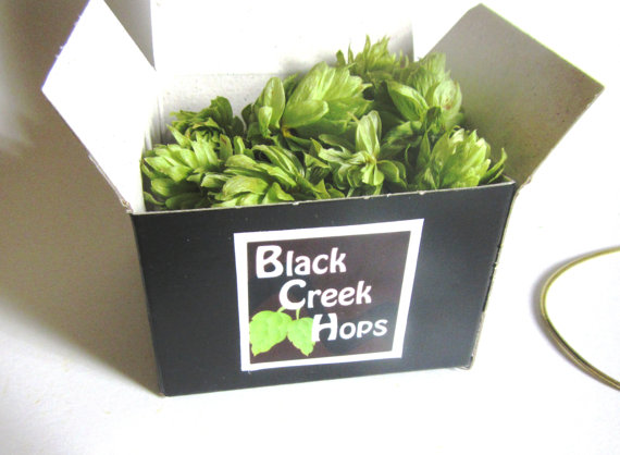 Wedding - DIY Boutonniere Hops - 10 Hops - Sample Size Box - 10 Decoration Hops - Beer Flowers - Brewery Wedding Flowers
