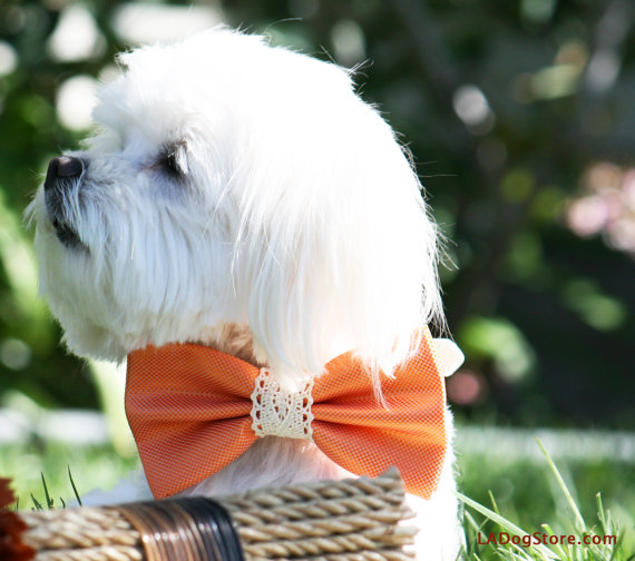 Wedding - Orange Wedding dog Collar, Orange Pet wedding accessory, Dog Bow tie, Country wedding, Beach wedding
